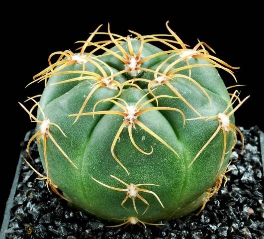 Gymnocalycium_denudatum